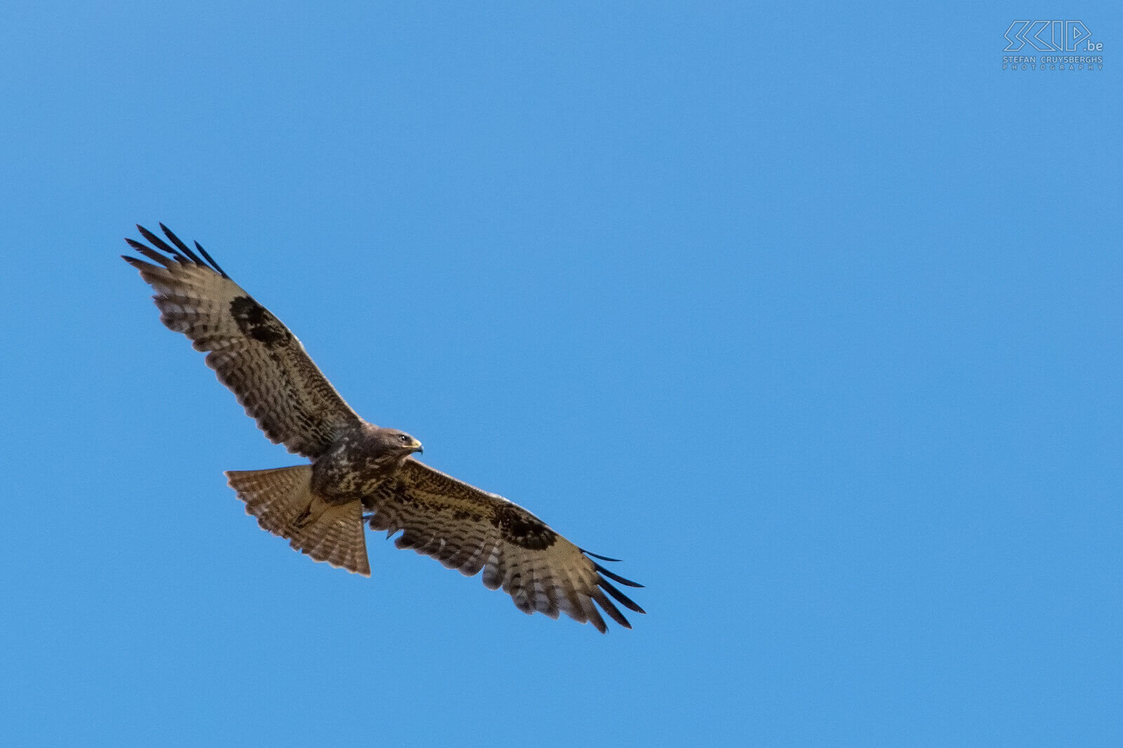 Roofvogels - Vliegende buizerd De buizerd (Common buzzard, Buteo buteo) jaagt gebruikelijk op open velden, maar nestelt zich meestal in bosranden. Normaal gesproken bestaat de prooi van een buizerd voornamelijk uit kleine zoogdieren, amfibieën en kleine vogels, maar hij is bij gelegenheid ook een aaseter.  Stefan Cruysberghs